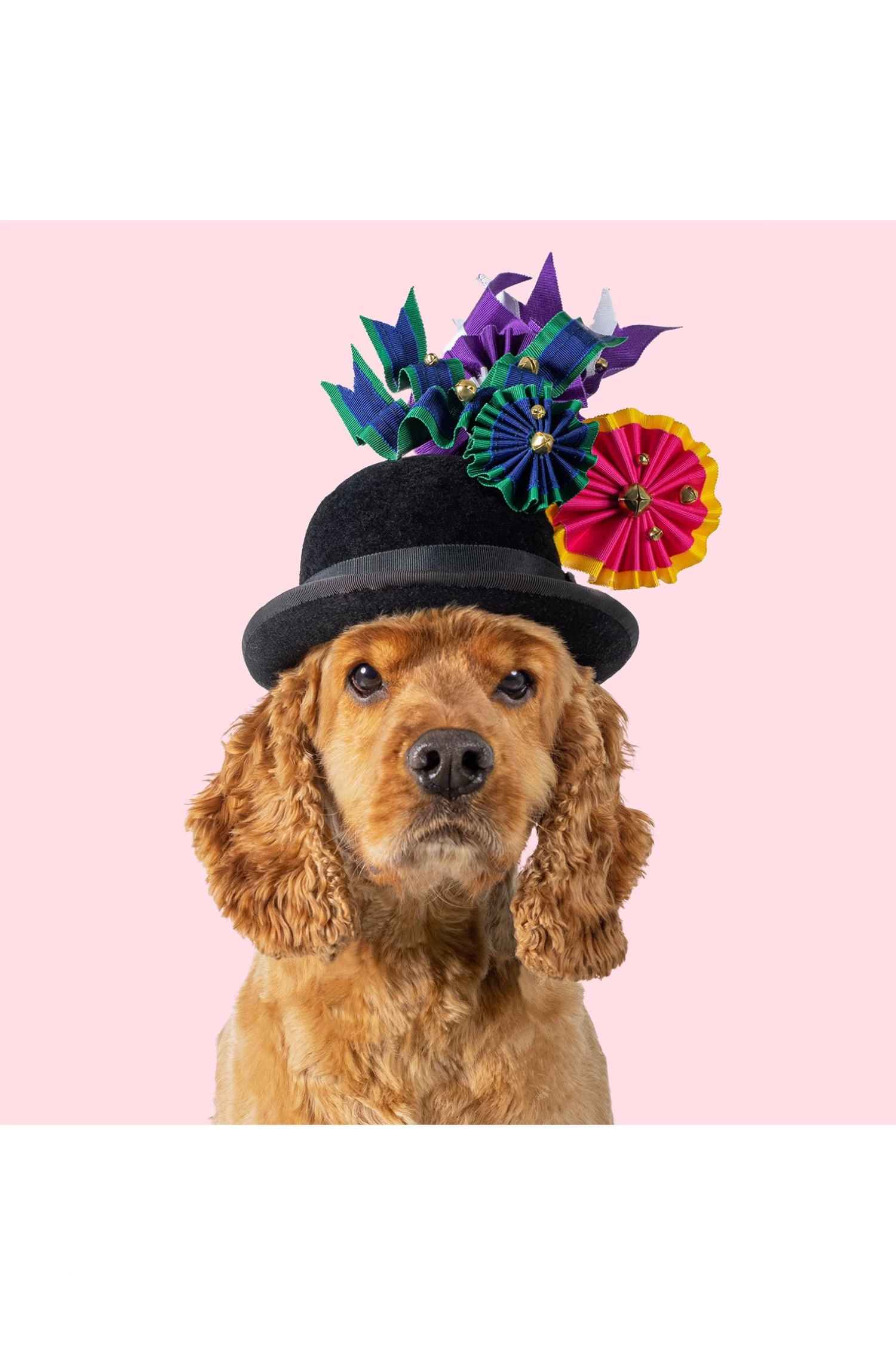 Haute Dogs Calendar 2024 2 Haute Dogs Calendar 2024 - Image 2