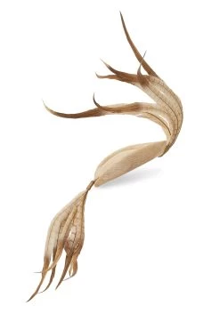 Lapsang Natural Percher Hat -Hat Couture Shop LAPSANG NATURAL 1