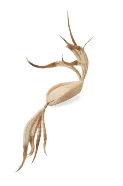 Hat Couture Shop -Hat Couture Shop LAPSANG NATURAL 2